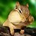 KOGO_2323