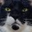 ねこやなぎ