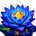 bulelotus