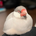 なおまえ