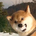 FUrryUp