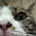 nekosan
