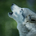 Wolfe
