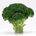 kota (broccolix)