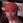 bebop_kengo