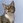 shira_cat