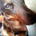 hyina_qfir