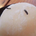 Chihiro333