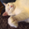 Taihei Mishima