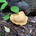 mito_log
