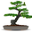 bonsai_tree