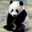 programming-panda
