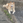 inu