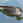 tomo_duck