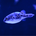 yasoimo