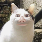 mksaijo