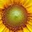 florets1