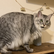 tuneyukkie