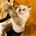 craftscat