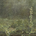 tauri87