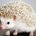 rakuda