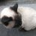 yoshida_cats