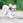 やまねこ