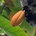 mahaLo_saRa