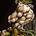 Dio Brando