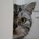 jadecat