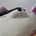 mogumogu0eng