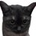 nyantech