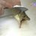 Sacannna_0328
