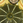 shonai