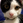 トルねこ