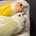 jun_shimoda