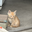 chatoranyanko