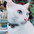 litencatt