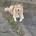 inu