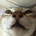 hashino