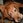 DOGrep