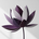 蓮乃 紫