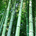 bamboo80286