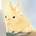 かしわぎ