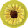 wintersunflower