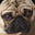 dev1x_org