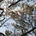 tansu_d