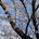 yokoyama443-dev
