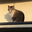 どらねこbot