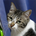 ねこファースト